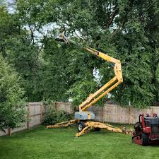 How Our Tree Care Process Works  in  Minoa, NY