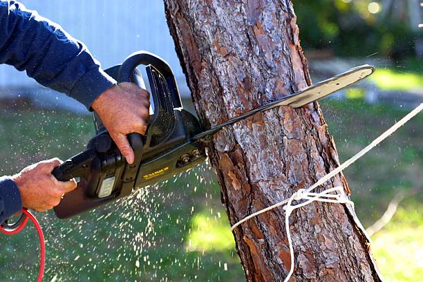 Reliable Minoa, NY Tree Services Solutions