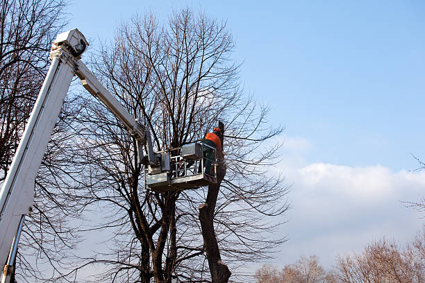 Best Tree Trimming and Pruning  in Minoa, NY